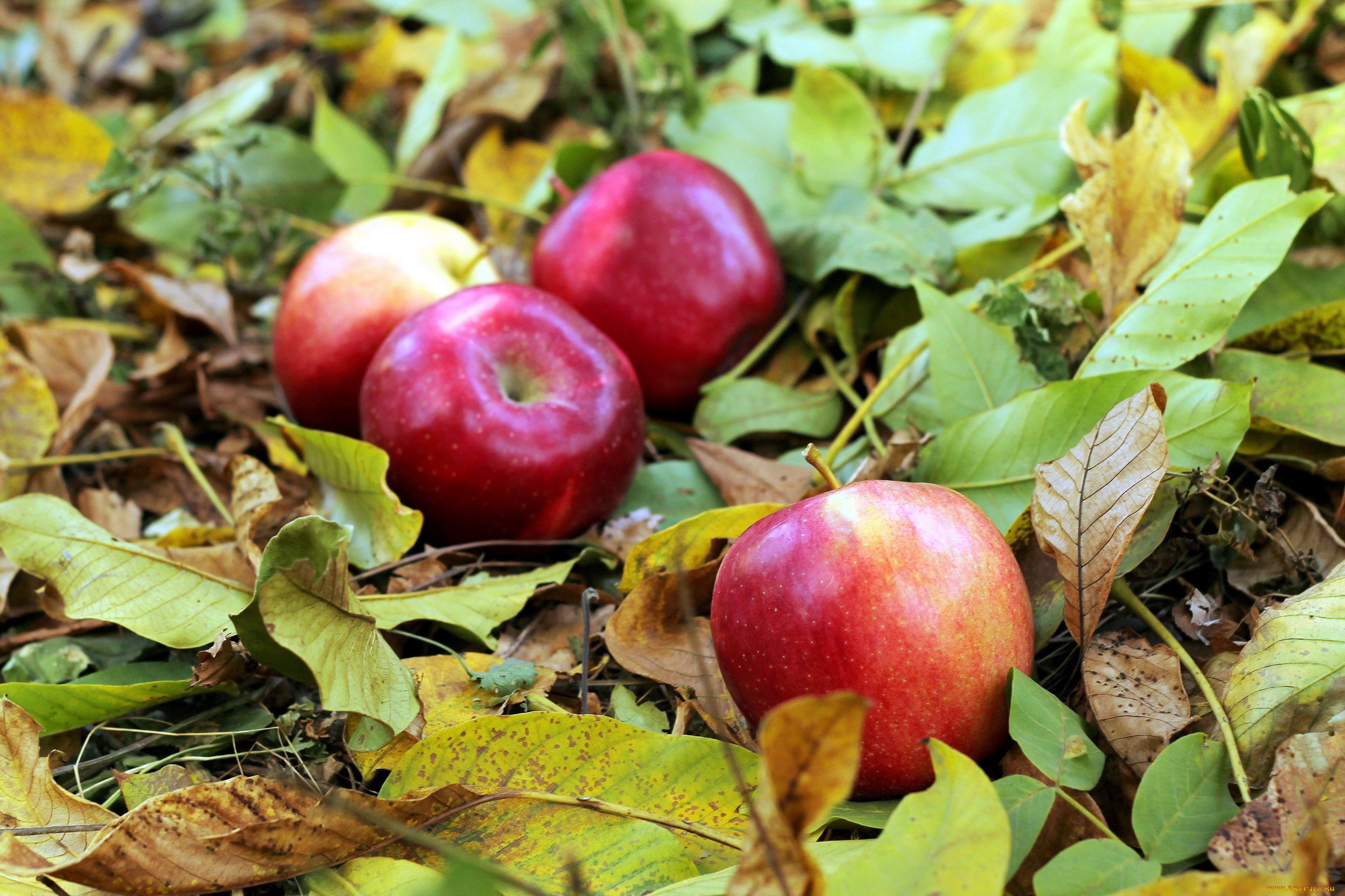 Осенняя яблоня